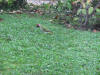 Pivert